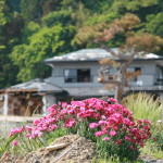 津波災害跡地に咲く花